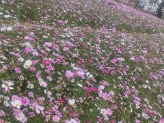 -玫瑰海岸文化旅游度假区