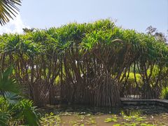 -中国科学院西双版纳热带植物园