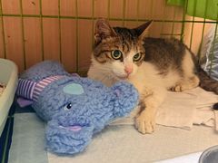 -乐琪宠物医院·犬猫专科·骨外科·急重症