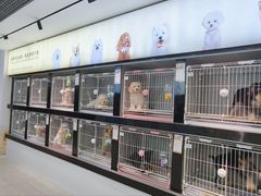 -翊宠yipet猫狗购宠庄园犬舍•猫舍