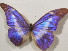 -上海昆虫博物馆