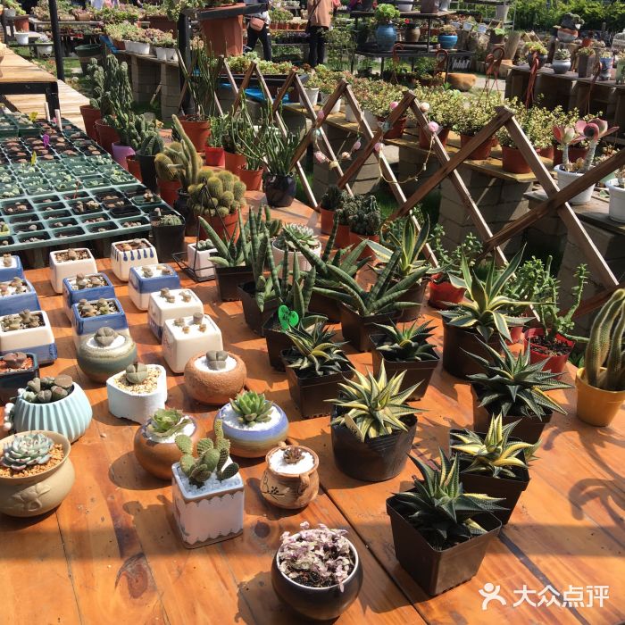 广东花都香草世界旅游度假区图片