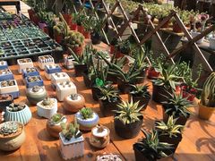 -广东花都香草世界旅游度假区