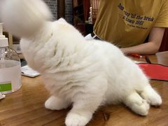 -福尔喵斯探案馆实景搜证·沉浸式剧本杀