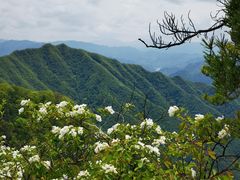 -王顺山国家森林公园