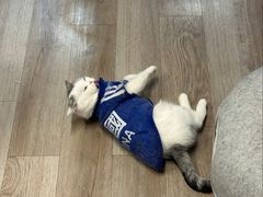 -柴迷FANS CLUB·柴犬狗咖·猫咖