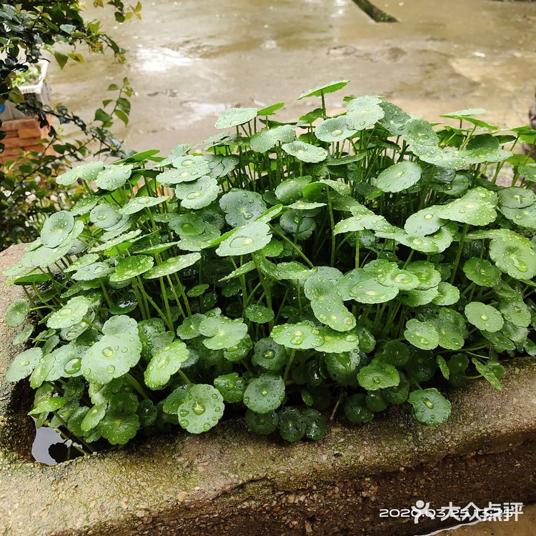 金钱草是一种常见植物，而且是一种中药材，主要功效可预