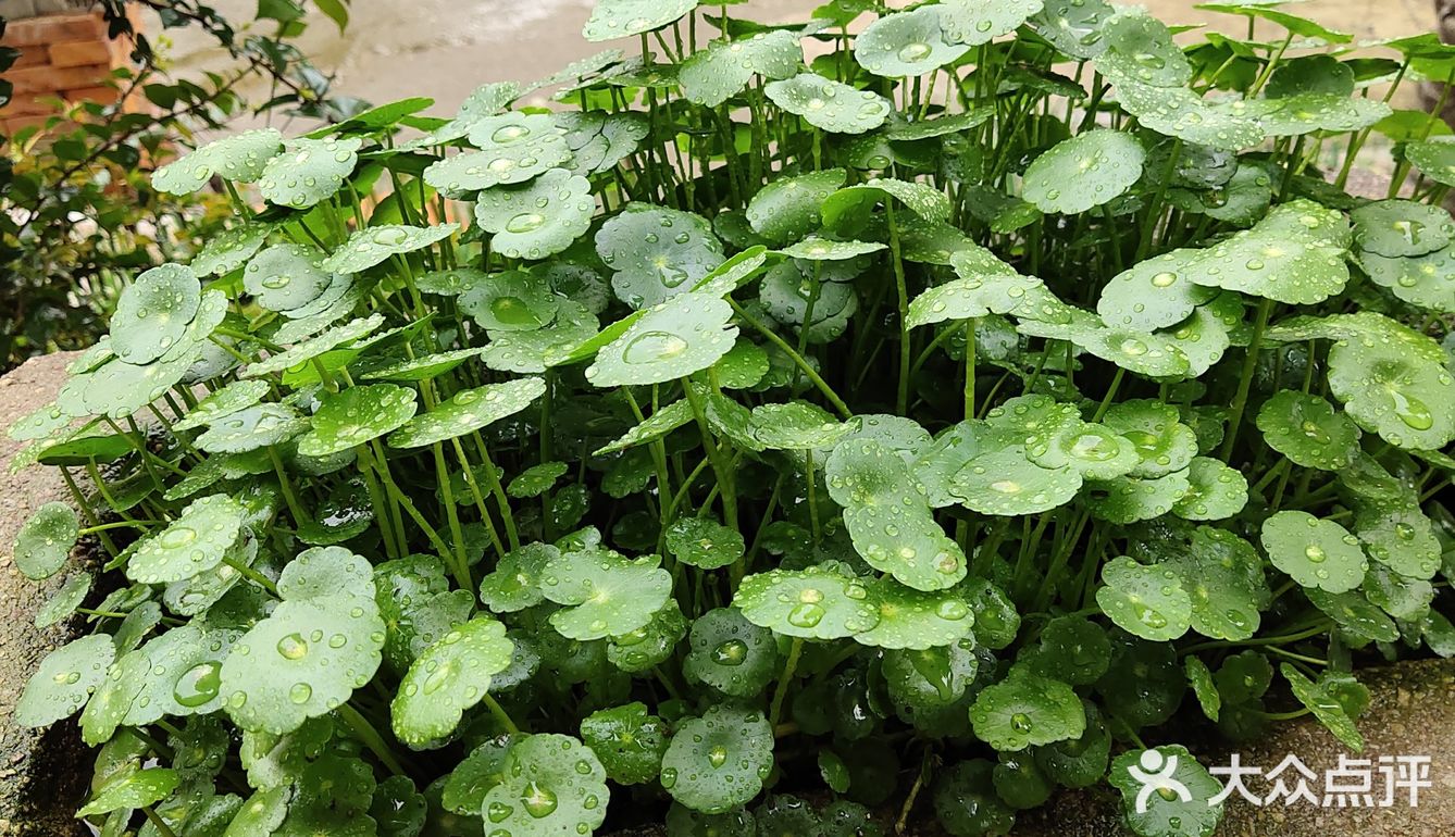 金钱草是一种常见植物，而且是一种中药材，主要功效可预