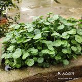 金钱草是一种常见植物，而且是一种中药材，主要功效可预