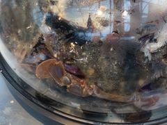 -半岛听涛蒸汽海鲜自助(K11店)