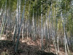 -上海佘山国家森林公园天马山园