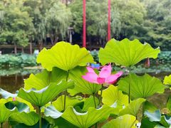 -陈家山荷花公园