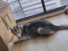 -Husky Go! 哈士奇体验馆·宠物咖啡厅狗咖