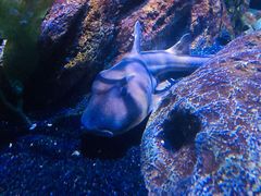 -暹罗海洋世界