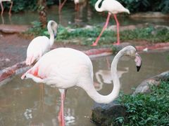 -海南热带野生动植物园