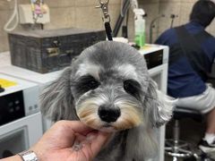 -帕帕拉兹宠物(亚洲旗舰店)