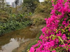 -中澳友谊花园