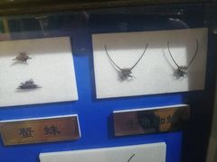 -上海昆虫博物馆