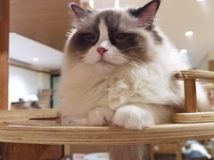 -滚猫咖啡·猫咖·猫友好撸猫(未来城店)