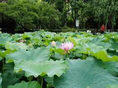 -陈家山荷花公园