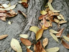 -三里屯东五街银杏大道