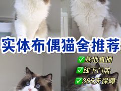 -lincat·猫舍(广州店)