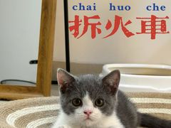 -lincat·猫舍(广州店)