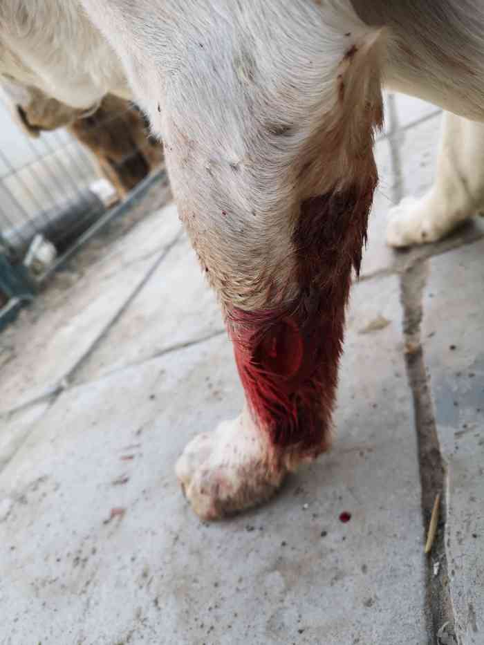 北京军杰动物医院有限公司-"【项目】绝育今天对于巴洛来讲,是个非常.