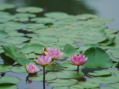 -国家植物园南园