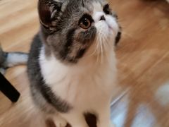 -滚猫咖啡·猫咖·猫友好撸猫(未来城店)