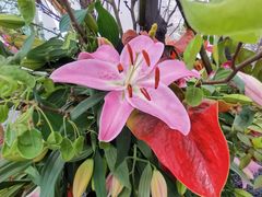 -上海鲜花港