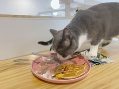 -李小姐の猫咖啡馆(五角场店)