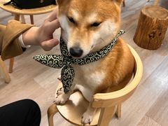-柴迷FANS CLUB·柴犬狗咖·猫咖