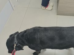 -喜多萌中农锦绣动物医院24H·猫科·牙科MRI·CT