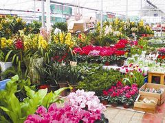 -秦美花卉(天朗·莱茵小城2期店)