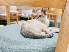 -藏猫猫咖啡主题馆(中央大道店)