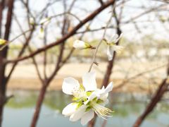 -桃花堤公园