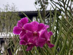 -海南文笔峰盘古文化旅游区