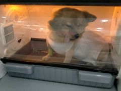 -暖阳宠物医院·犬猫康复中心·骨科