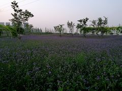 -南通鲜花小镇