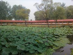 -白洋淀景区