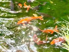 -千岛湖东南湖区