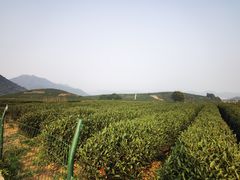 -龙坞茶村
