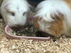 -藦茜花园宠物主题亲子互动体验馆(国顺东路店)