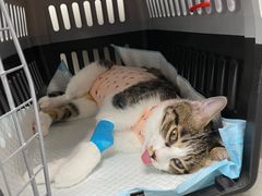 -纳吉亚猫专科动物诊疗中心(蒋宅口分院)