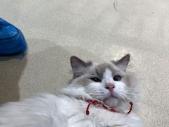 -藏猫猫咖啡主题馆(中央大道店)