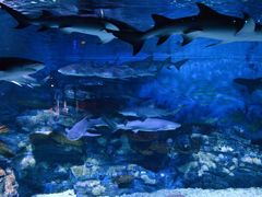 -烟台海昌鲸鲨海洋公园
