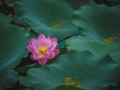 -莫愁湖公园