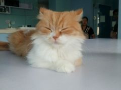 -喵的天空名猫咖啡馆·撸猫·猫舍·用品