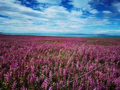 -青海湖国家重点风景名胜区